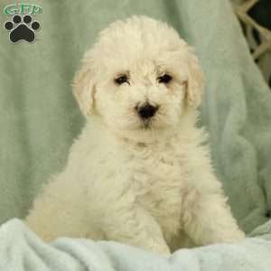 Shiloh ~ F1BB, Labradoodle Puppy